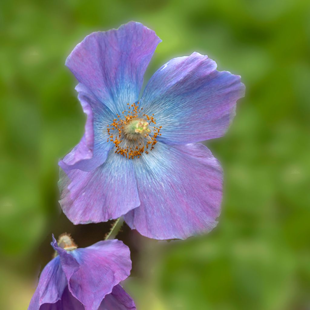 Sinivaleunikko Hensol Violet (siemenet)