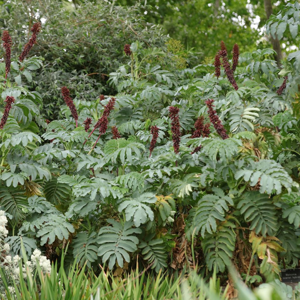Melianthus major (siemenet)