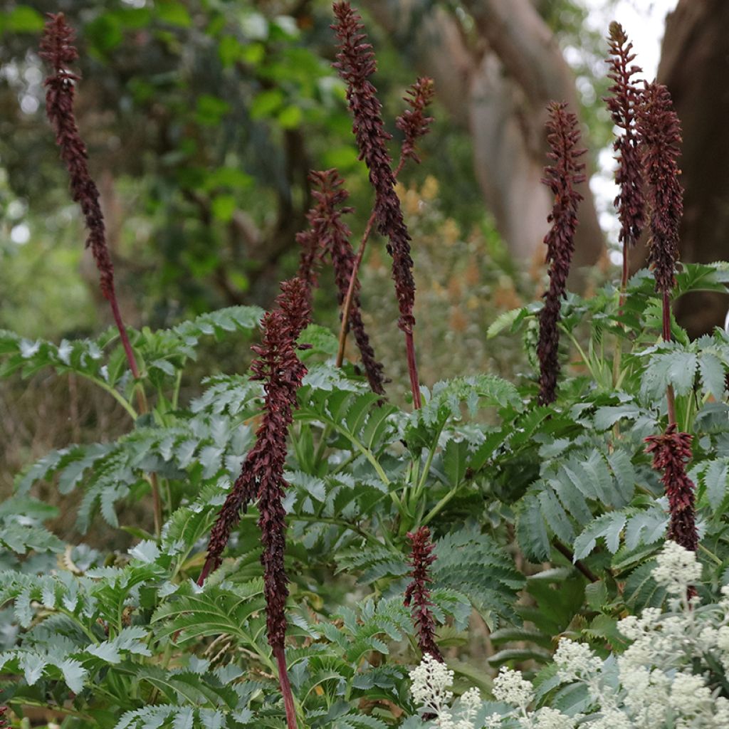 Melianthus major (siemenet)