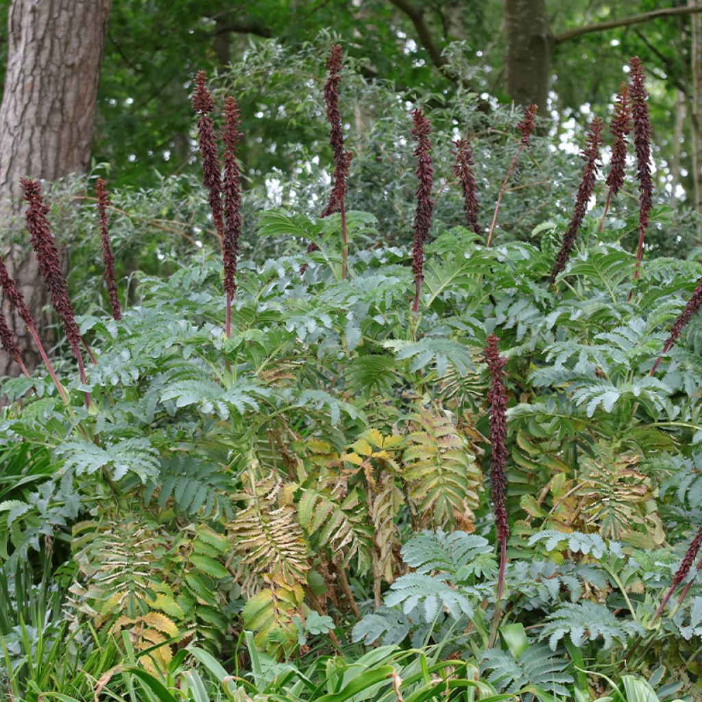 Melianthus major (siemenet)