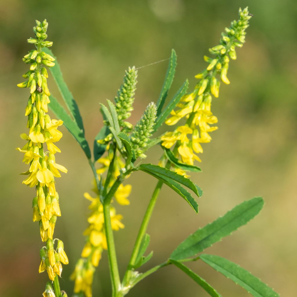 Rohtomesikkä (siemenet) - Melilotus officinalis