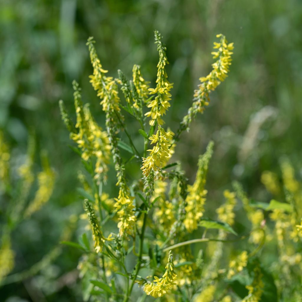 Rohtomesikkä (siemenet) - Melilotus officinalis