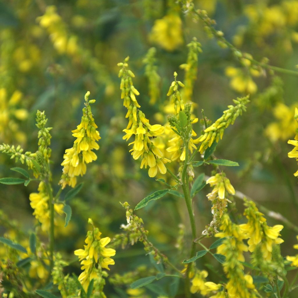 Rohtomesikkä (siemenet) - Melilotus officinalis