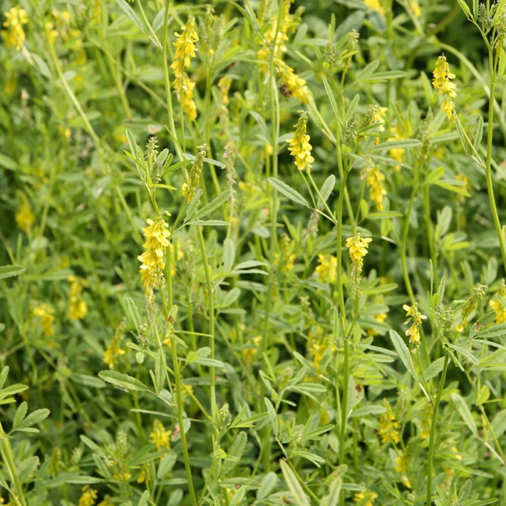 Rohtomesikkä (siemenet) - Melilotus officinalis