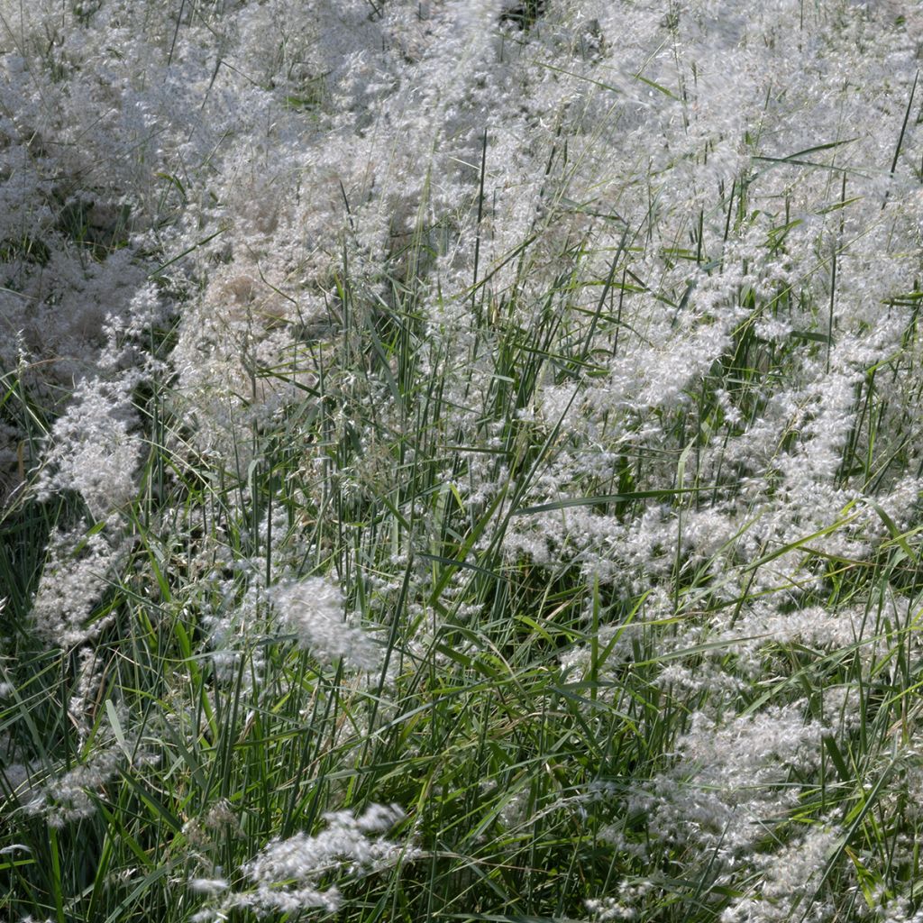 Melinis minutiflora Silver Queen (siemenet)