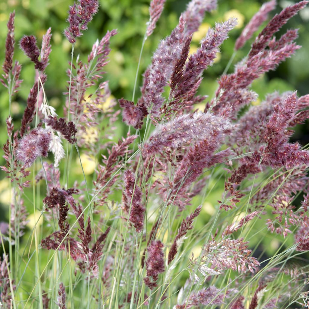 Melinis nerviglumis Karoo Queen (siemenet)