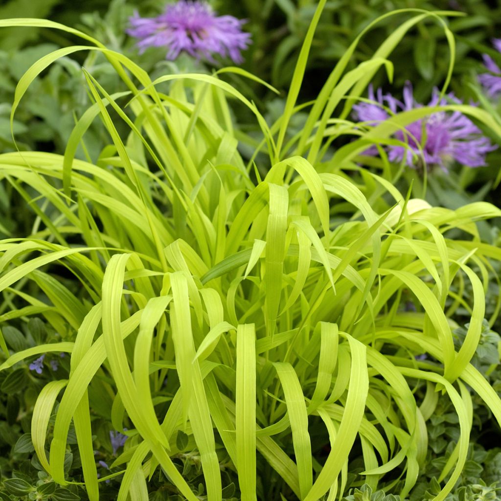 Lehtotesma Aureum (siemenet)