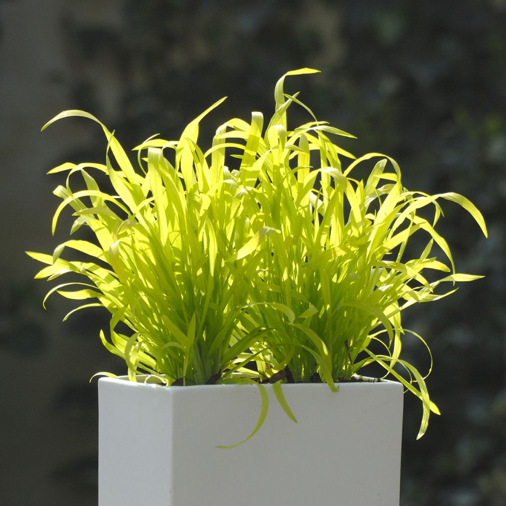 Lehtotesma Aureum (siemenet)