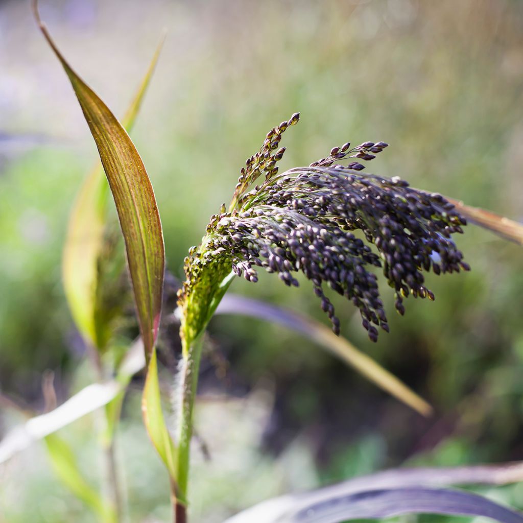 Viljahirssi Violaceum (siemenet)
