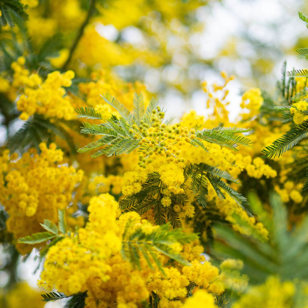 Hopea-akaasia (siemenet) - Acacia dealbata