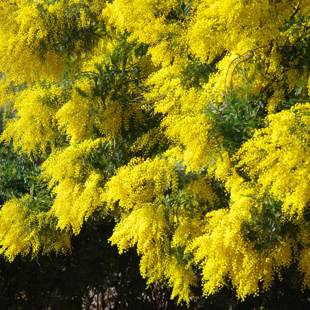 Hopea-akaasia (siemenet) - Acacia dealbata