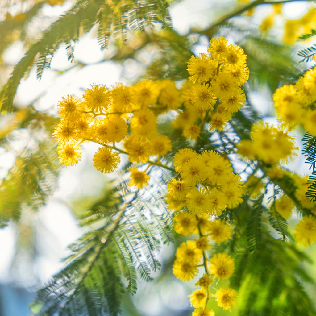 Hopea-akaasia (siemenet) - Acacia dealbata