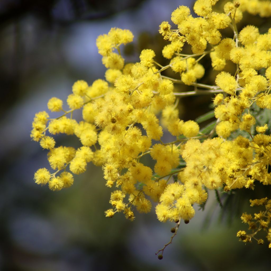 Hopea-akaasia (siemenet) - Acacia dealbata