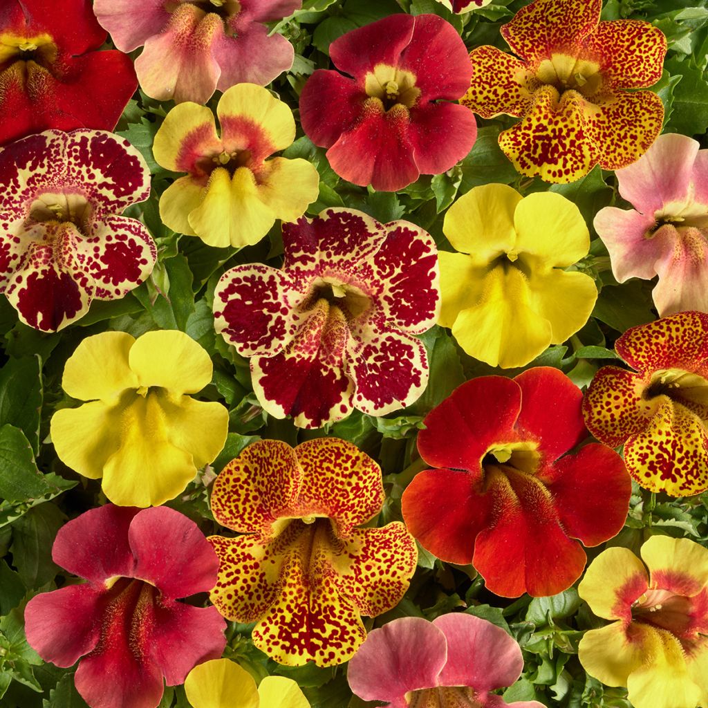 Apinankukka Medius F1 Mix (siemenet)