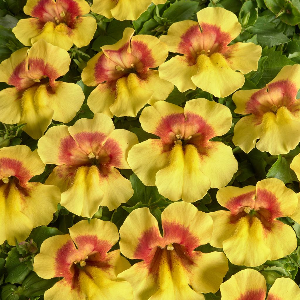Apinankukka Medius F1 Yellow Bicolour (siemenet)
