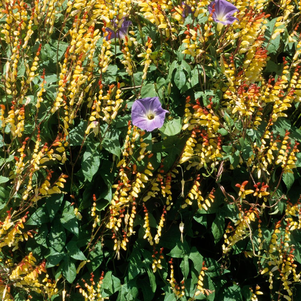 Mina lobata (siemenet)