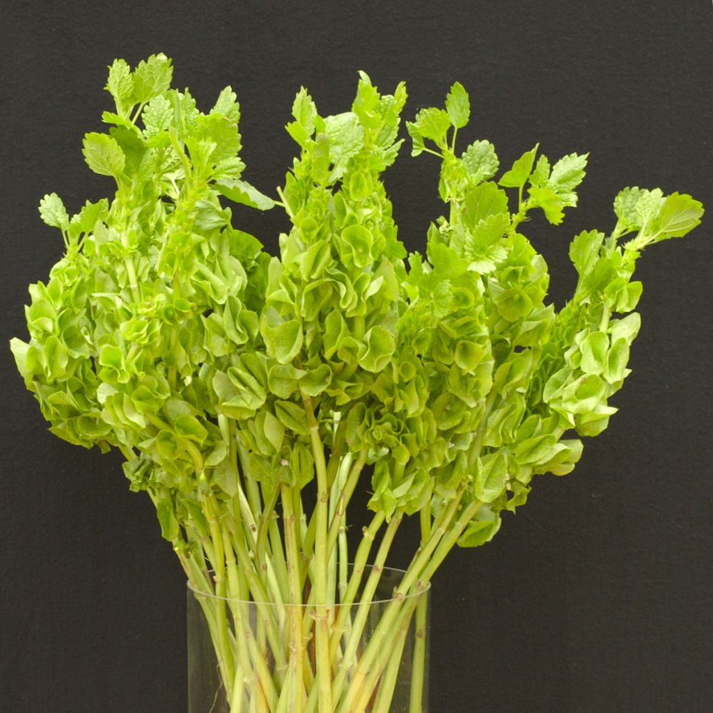 Molucella laevis Pixie Bells (siemenet)