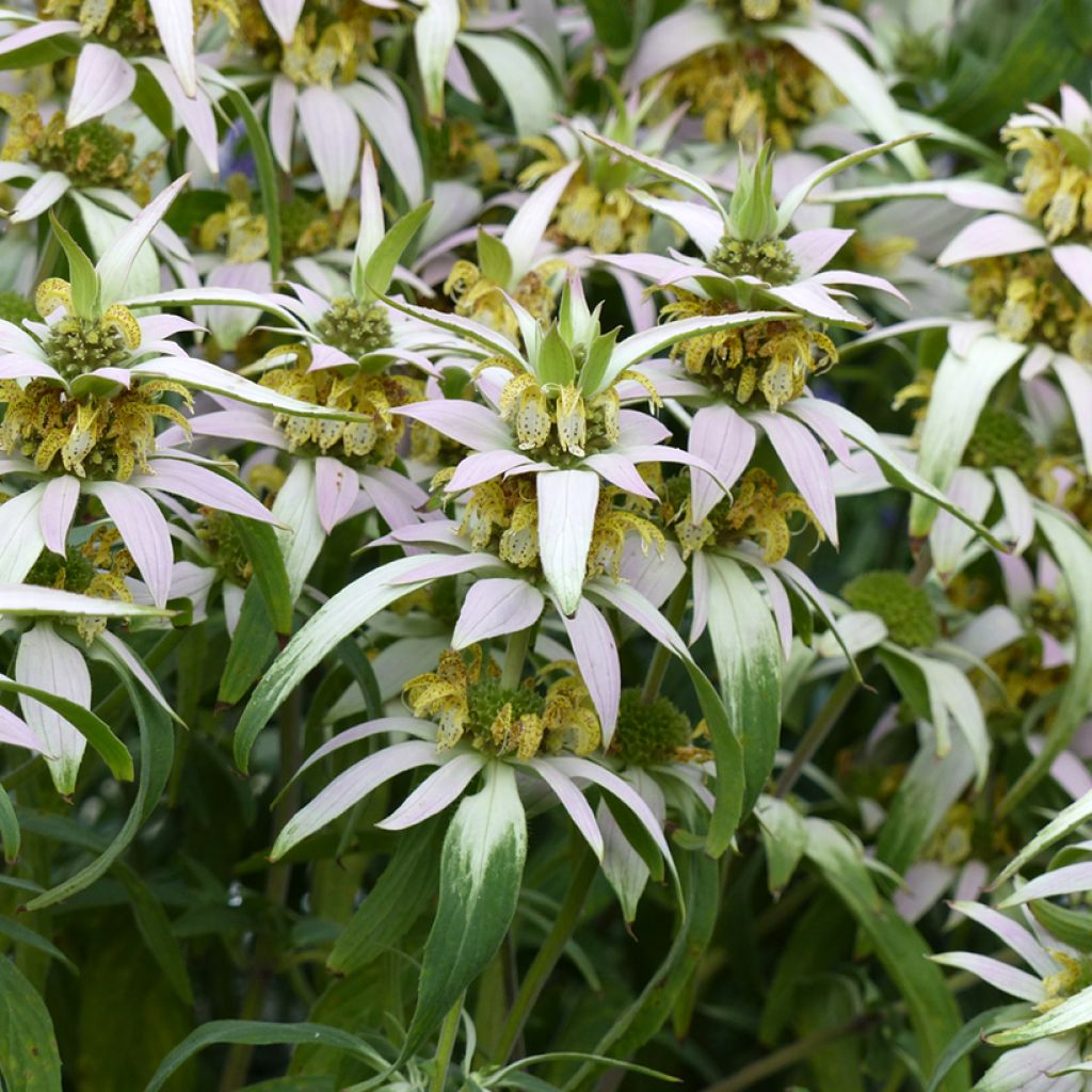 Pilkkuväriminttu (siemenet) - Monarda punctata