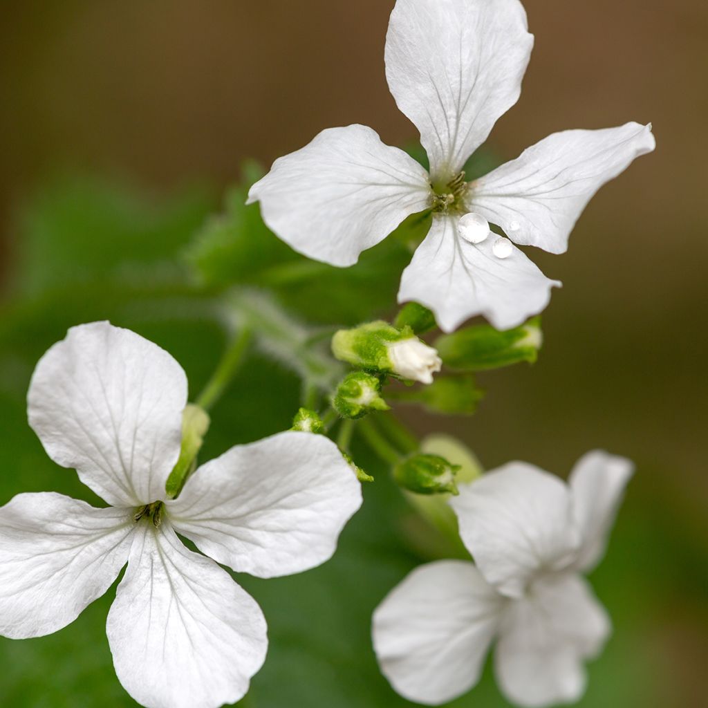 Kesäkuuruoho Alba (siemenet)