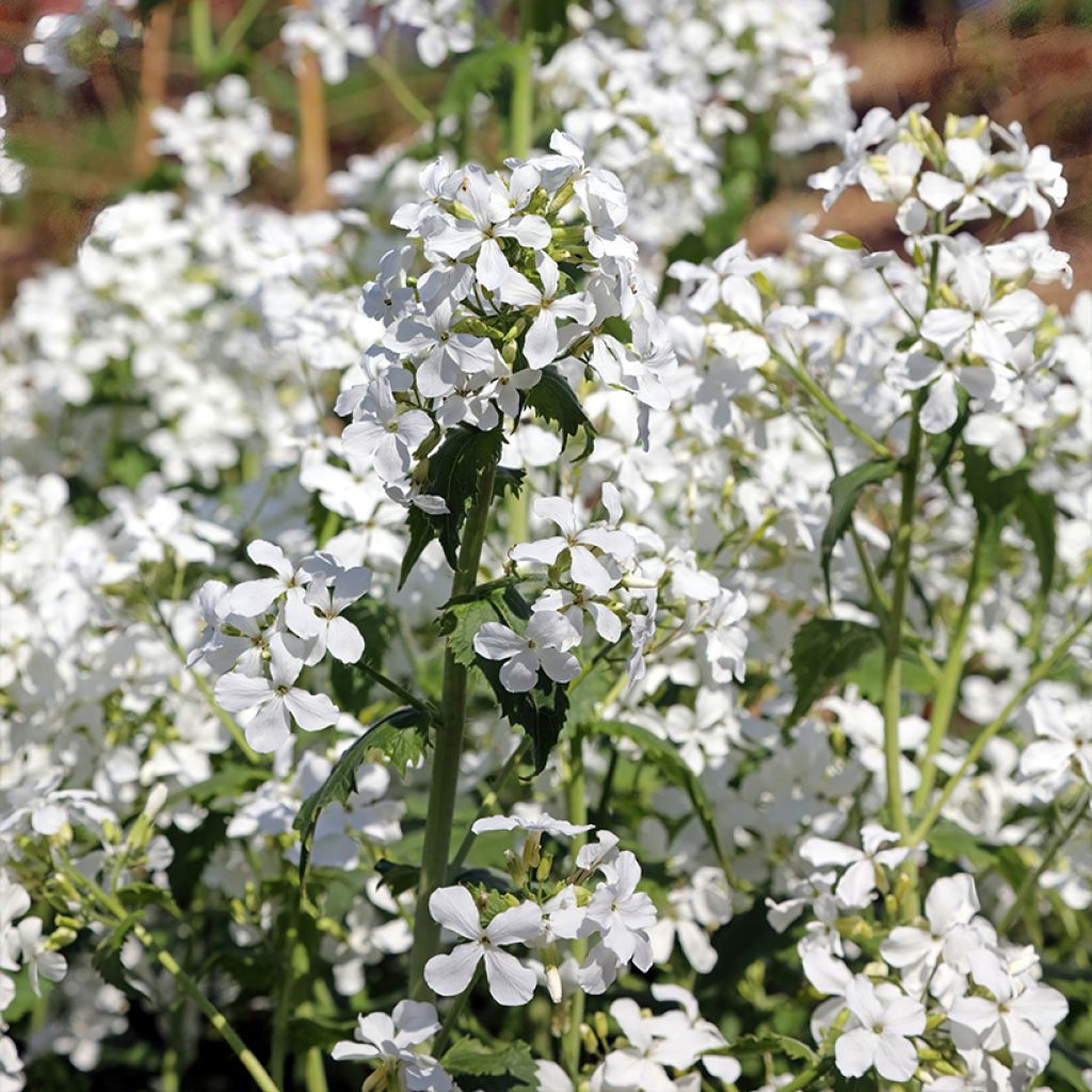 Kesäkuuruoho Alba (siemenet)