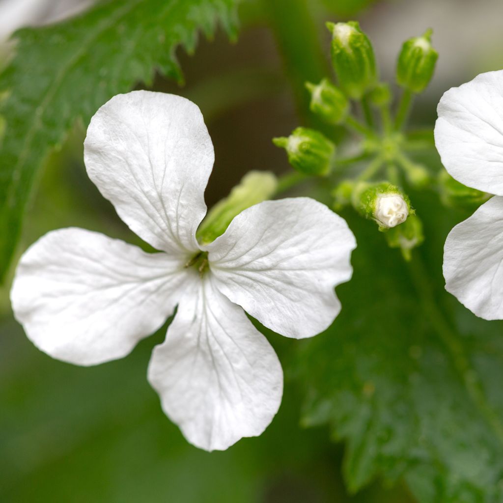 Kesäkuuruoho Alba (siemenet)