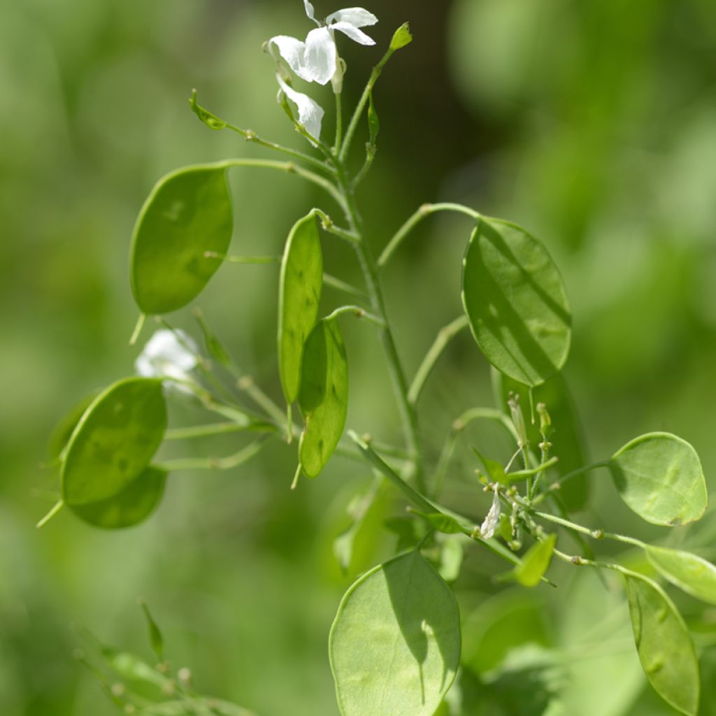 Kesäkuuruoho (siemenet) - Lunaria annua