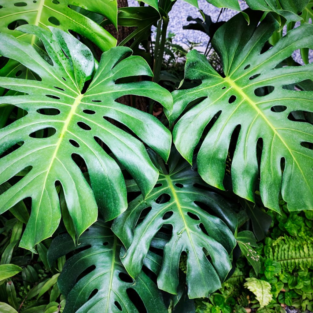 Jättipeikonlehti (siemenet) - Monstera deliciosa