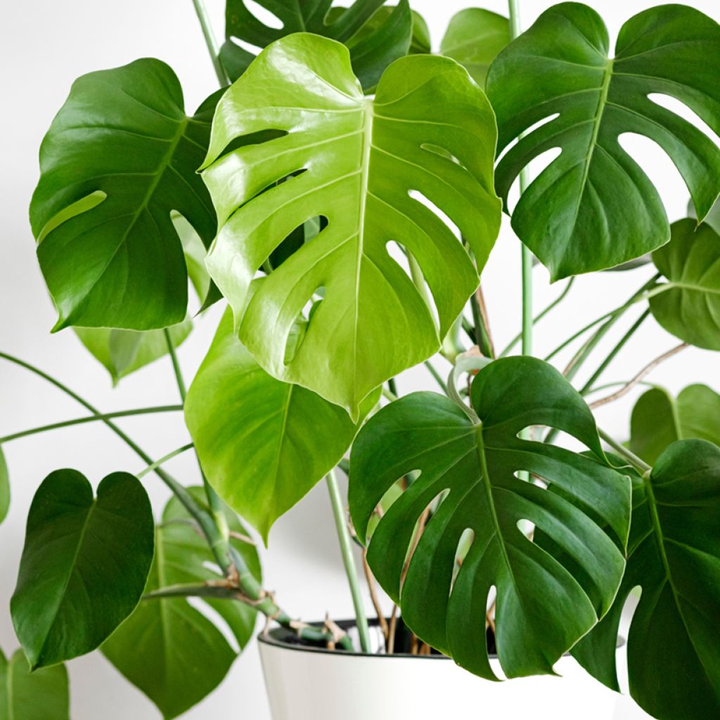 Jättipeikonlehti (siemenet) - Monstera deliciosa