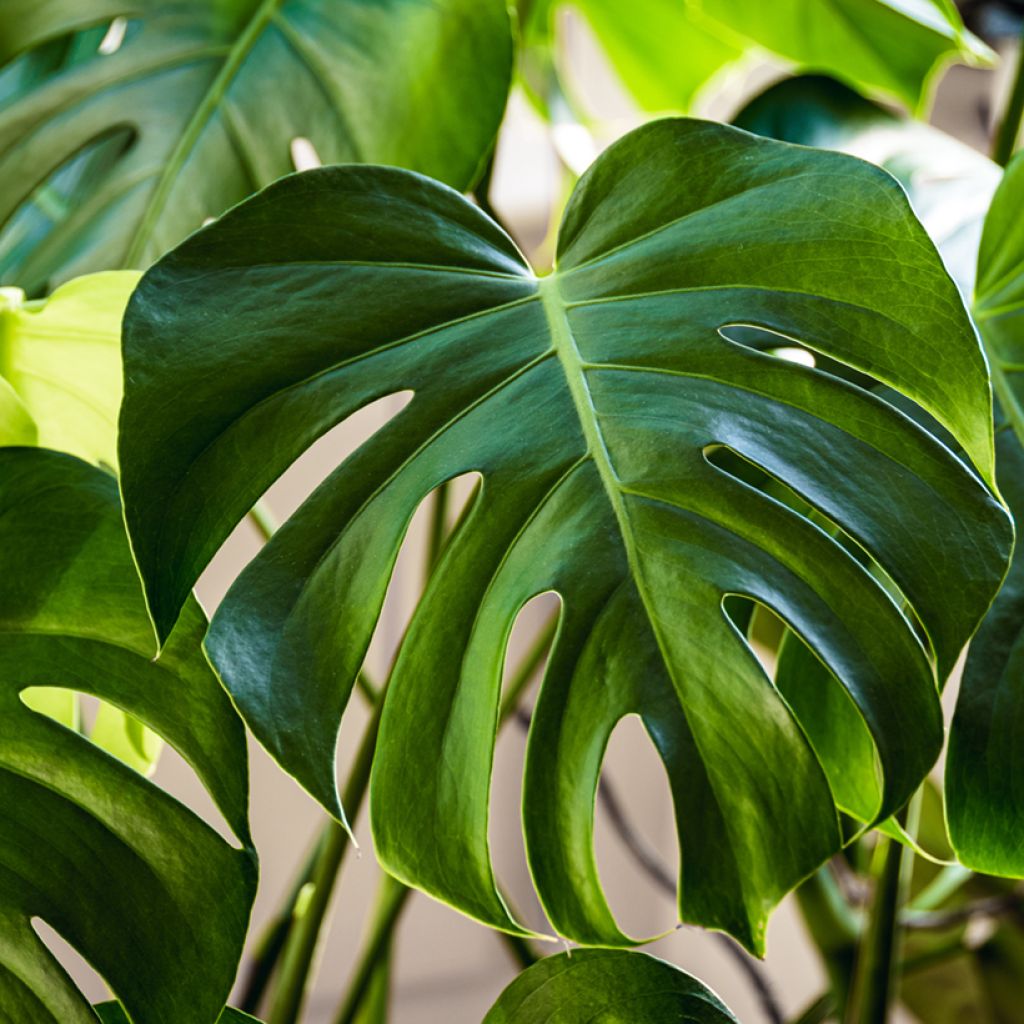 Jättipeikonlehti (siemenet) - Monstera deliciosa