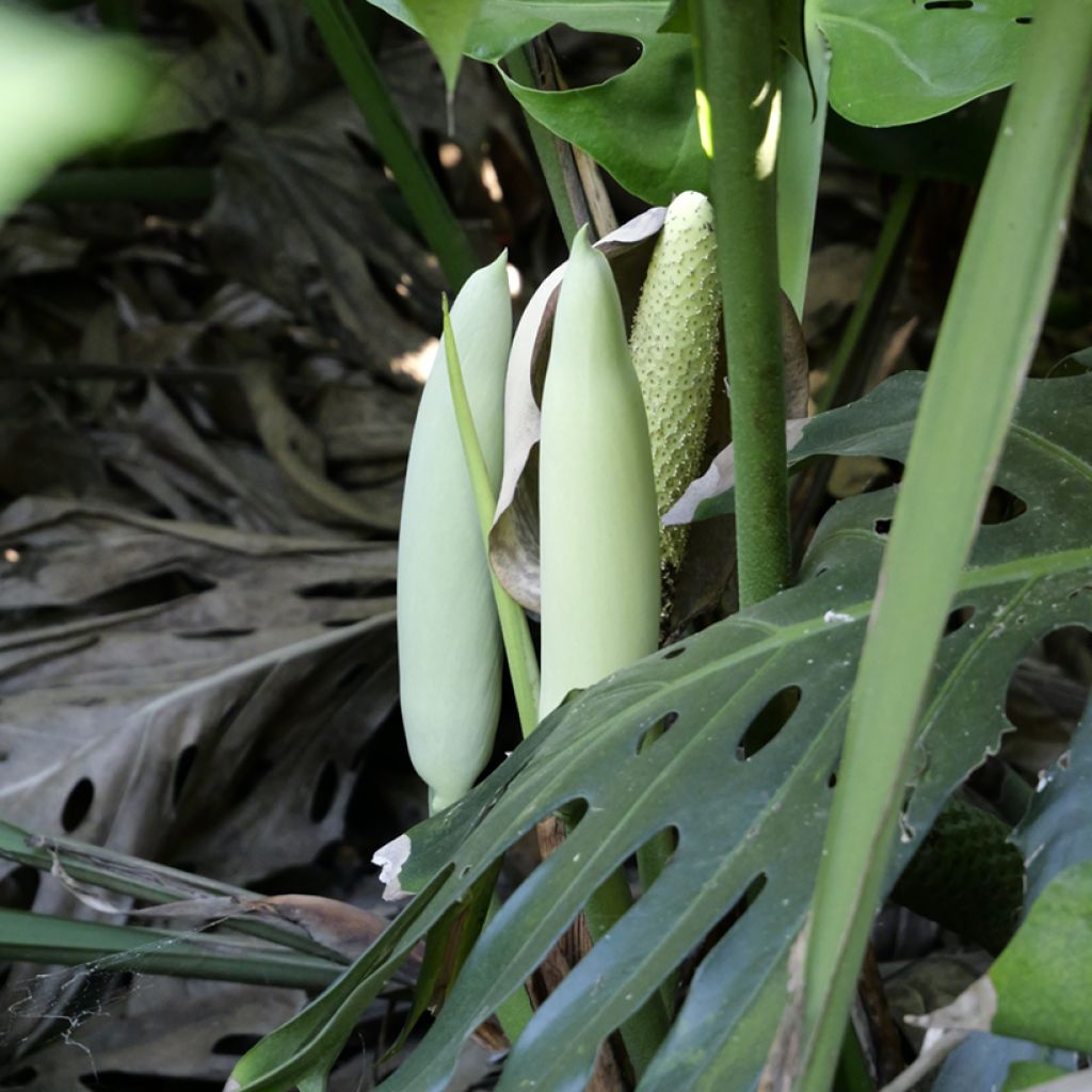 Jättipeikonlehti (siemenet) - Monstera deliciosa