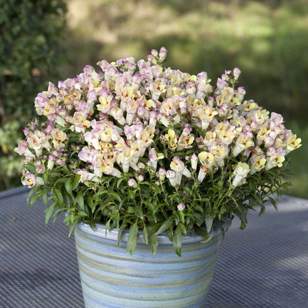 Leijonankita Antiquity Lemon (siemenet)