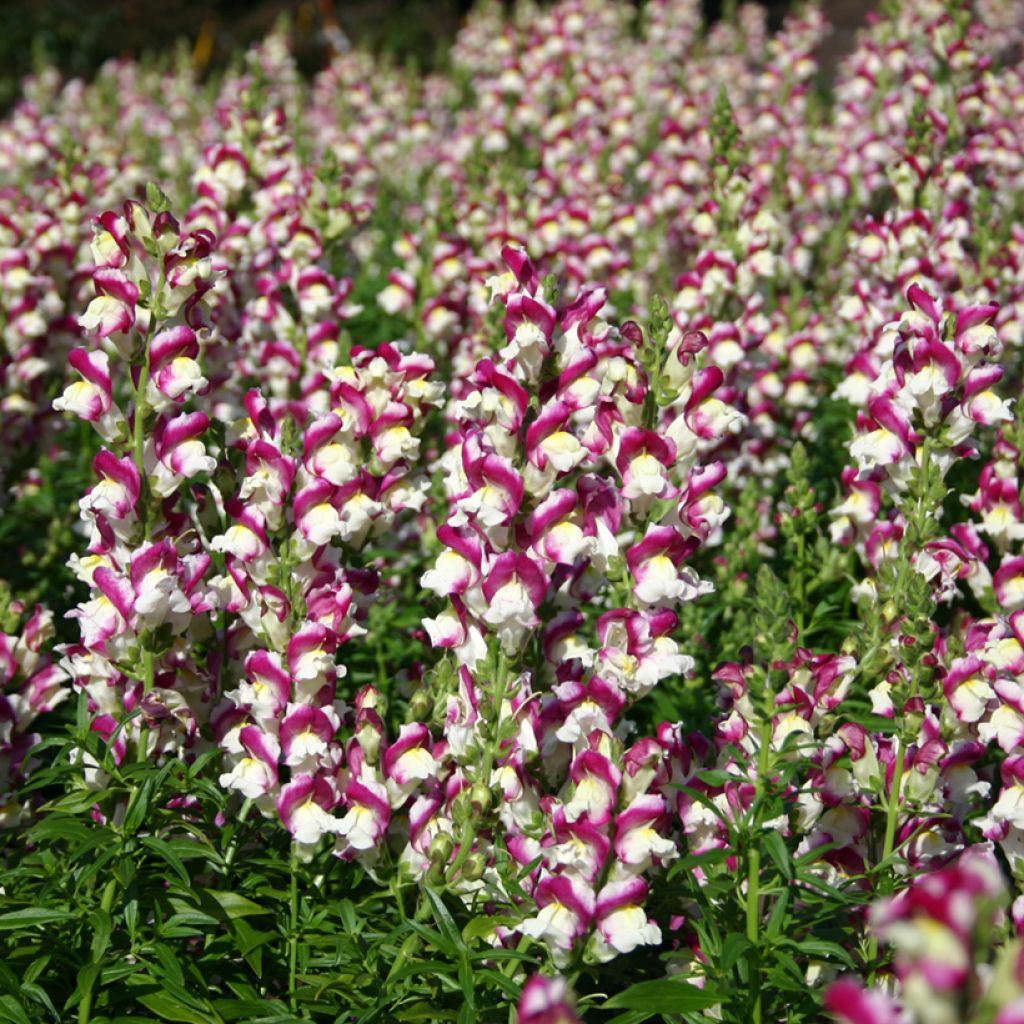 Leijonankita Cherry Twist (siemenet)