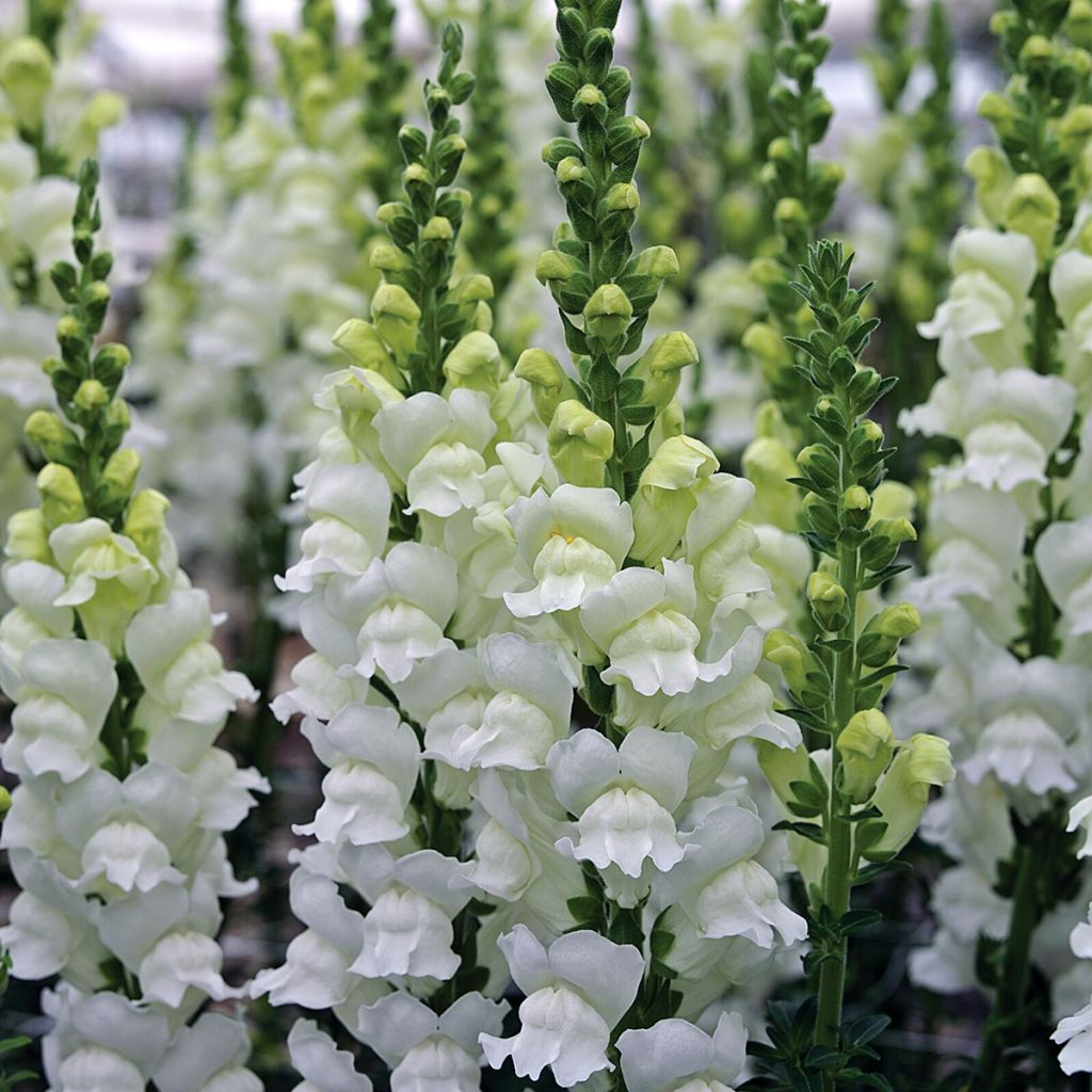 Leijonankita Fresh White (siemenet)