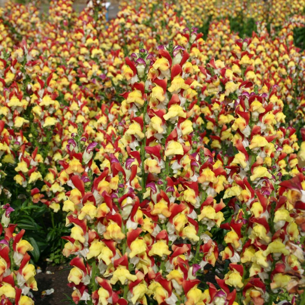 Leijonankita Mango Twist (siemenet)
