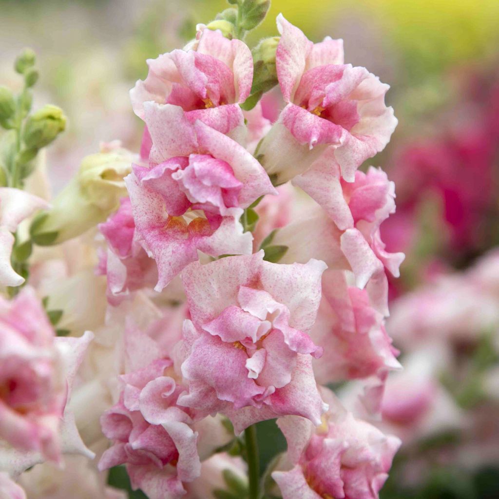 Leijonankita Sweet Duet Appleblossom (siemenet)