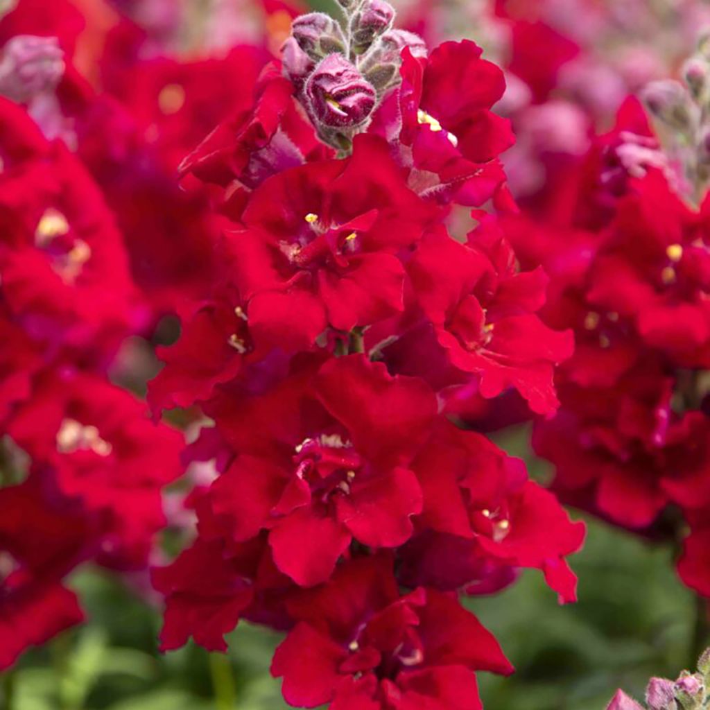 Leijonankita Sweet Duet Deep Red (siemenet)