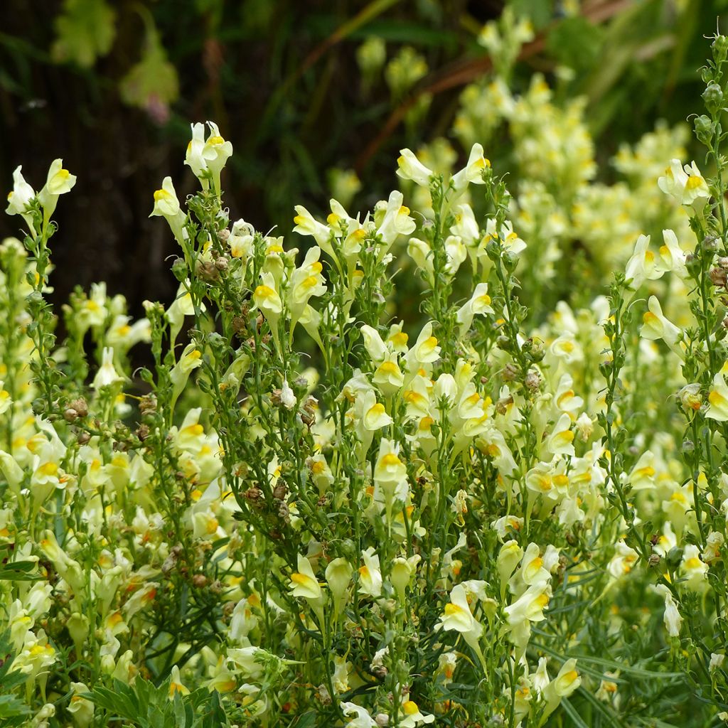 Leijonankita Lemon Sherbet (siemenet)