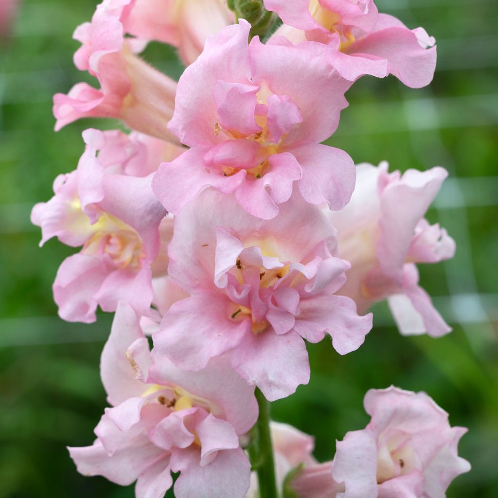 Leijonankita Madame Butterfly F1 Pink (siemenet)