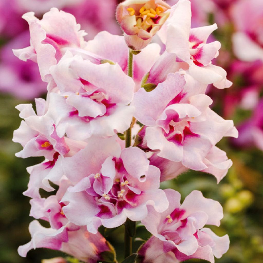 Leijonankita Twinny Orchid F1 (siemenet)
