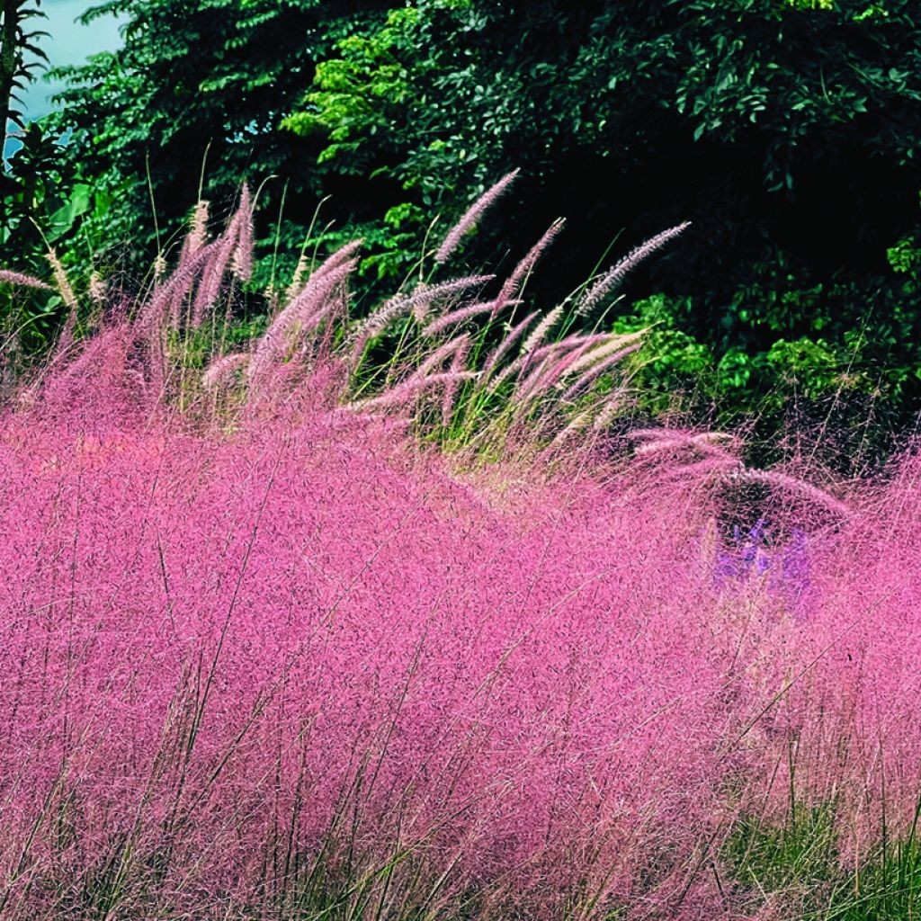 Muhlenbergia capillaris Ruby (siemenet)