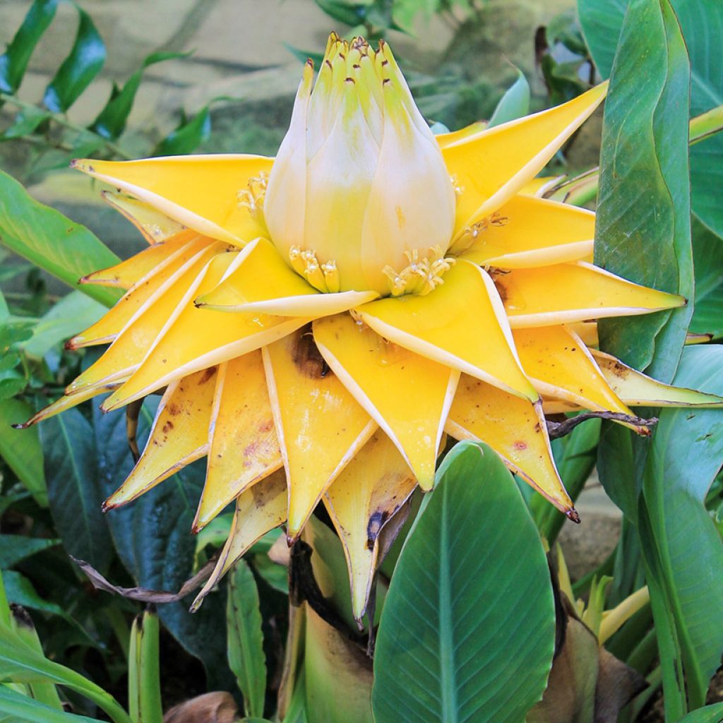 Musella lasiocarpa (siemenet)
