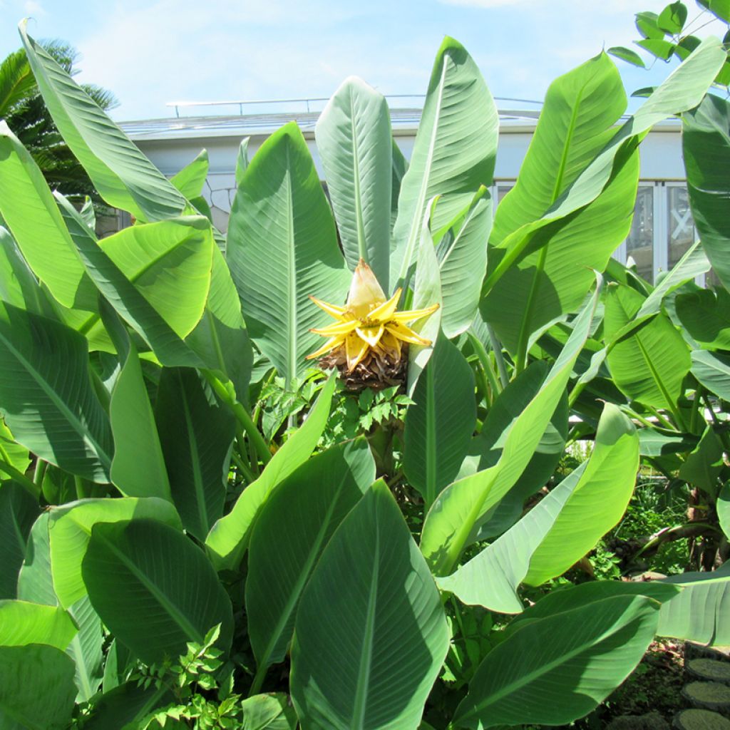 Musella lasiocarpa (siemenet)