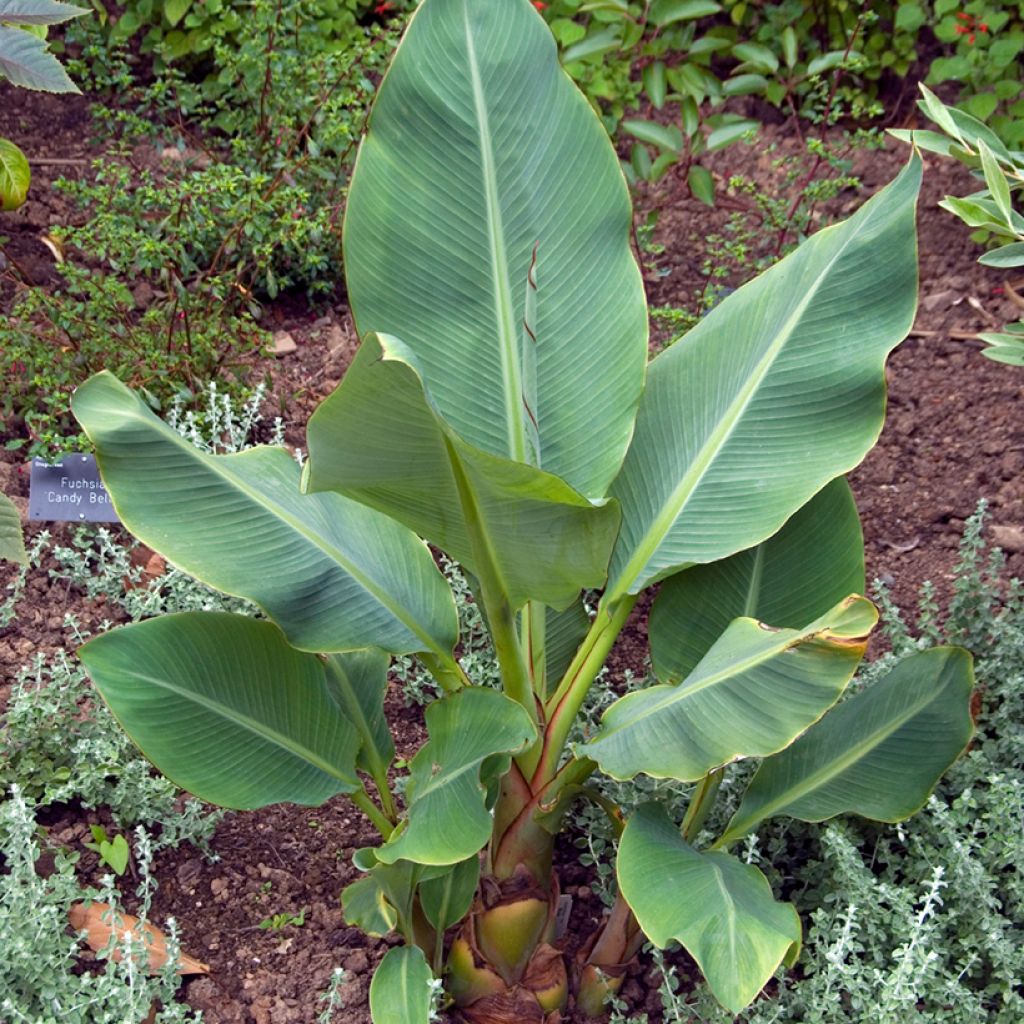 Musella lasiocarpa (siemenet)