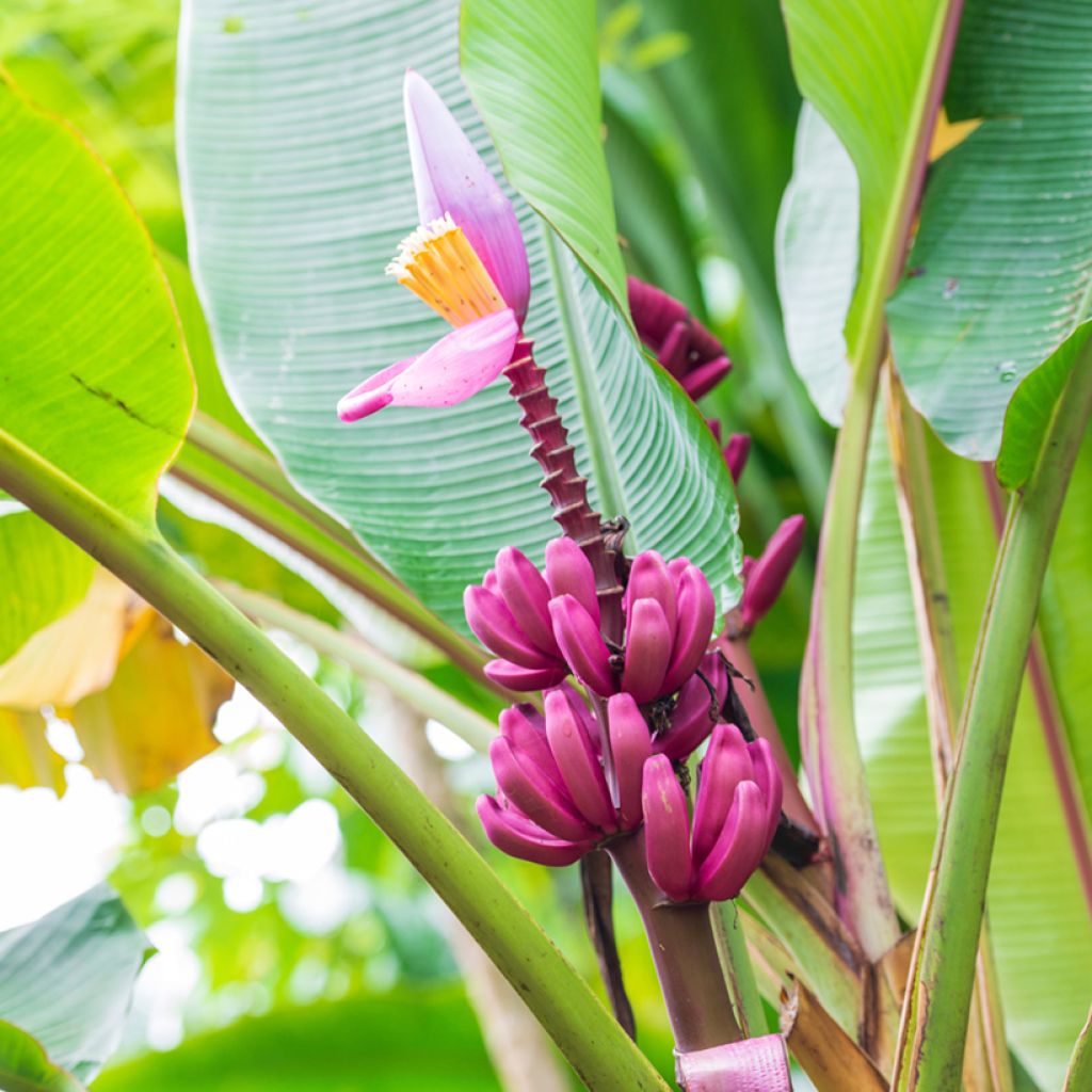 Intianbanaani (siemenet) - Musa velutina