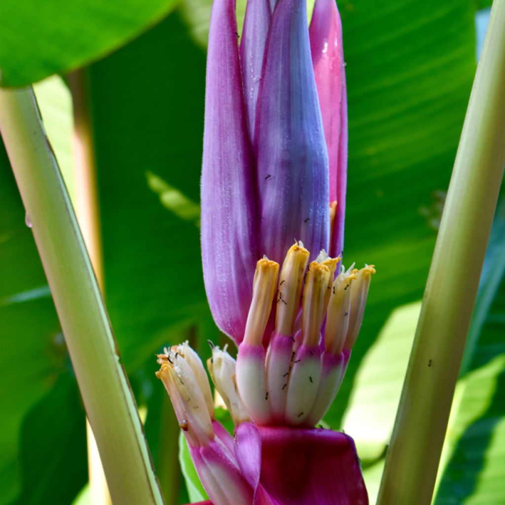 Intianbanaani (siemenet) - Musa velutina