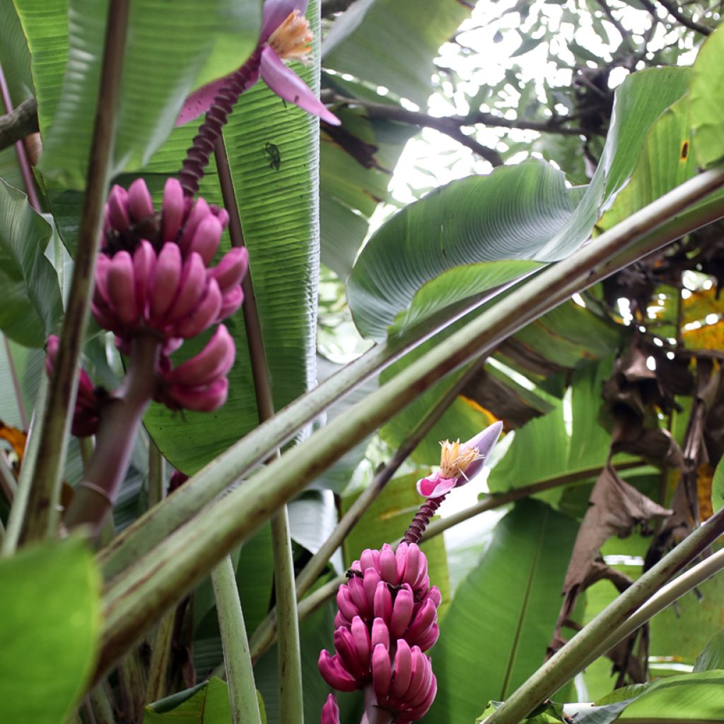 Intianbanaani (siemenet) - Musa velutina