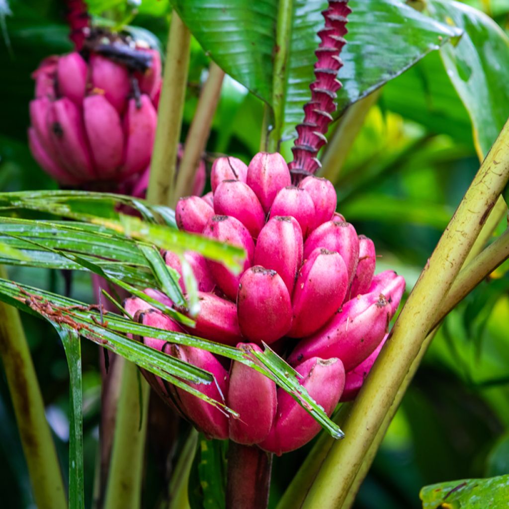Intianbanaani (siemenet) - Musa velutina
