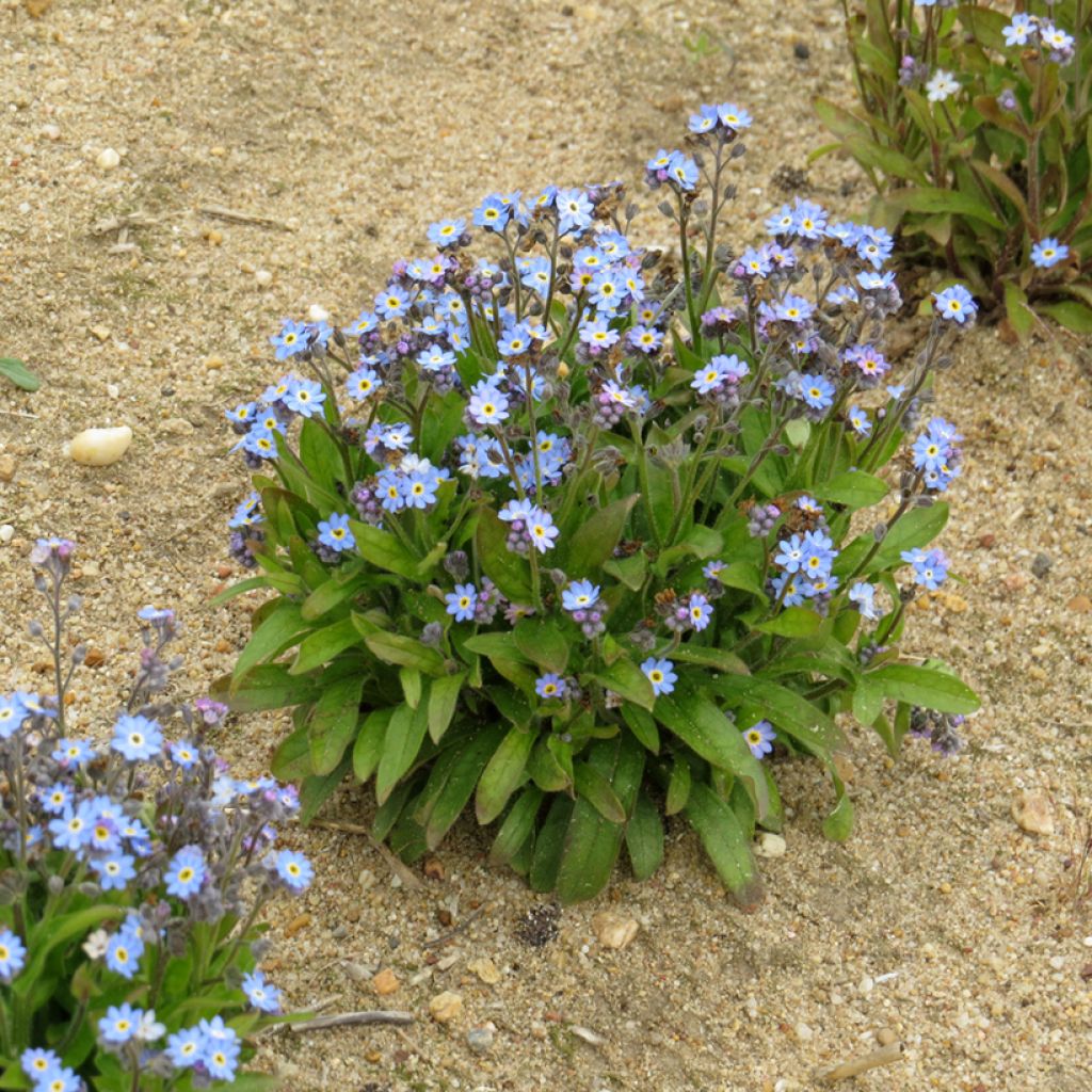 Puistolemmikki Victoria Azurea (siemenet)