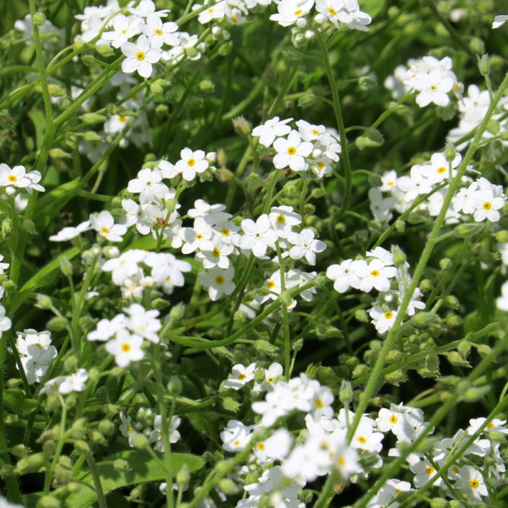 Alppilemmikki Blanc (siemenet)