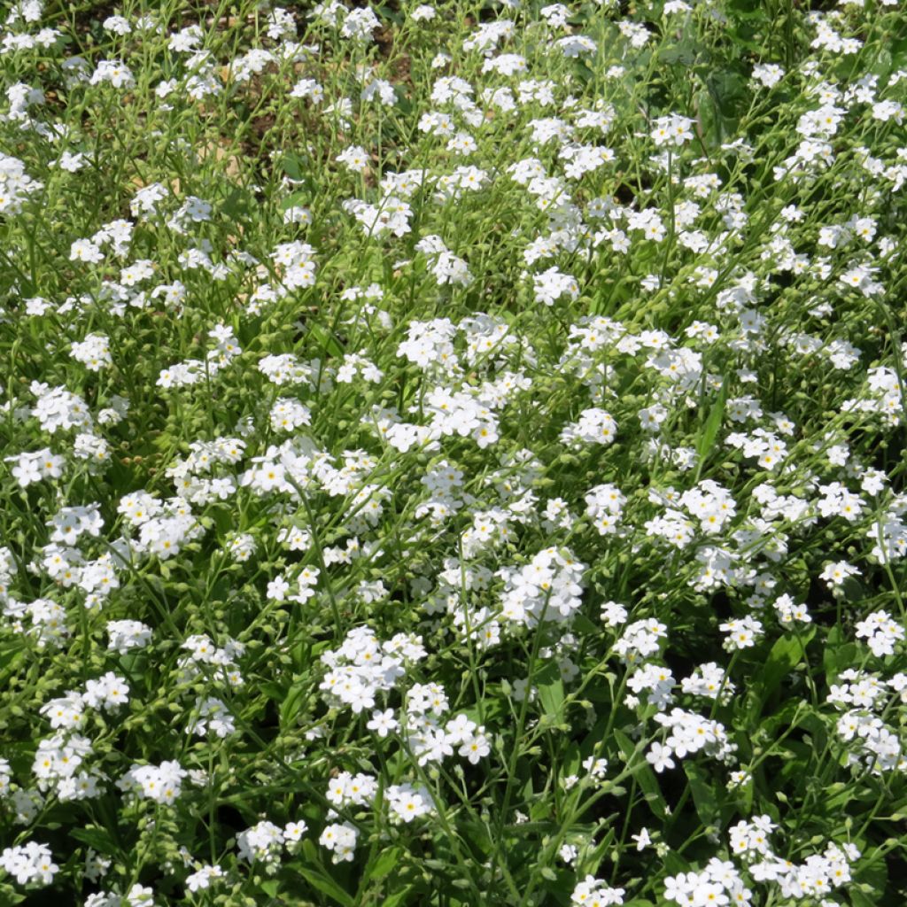 Alppilemmikki Blanc (siemenet)